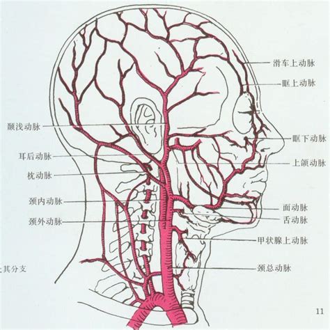 外頸動脈分支口訣|人體解剖學/頸外動脈